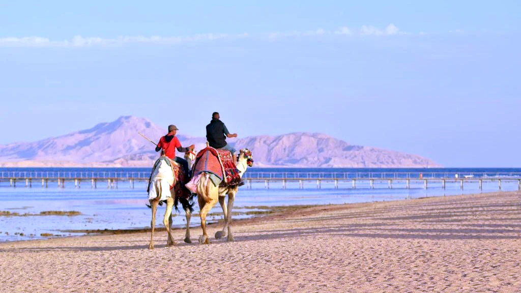 الفندق رويال الباتروس موديرنا - شرم الشيخ